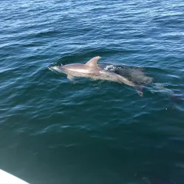 a dolphin swimming in a body of water
